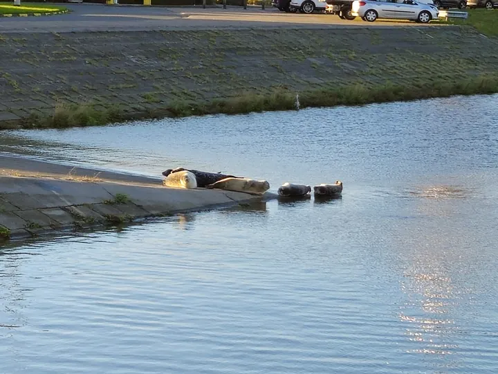 Haven van Nieuwpoort (België)